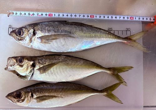 アジの釣果