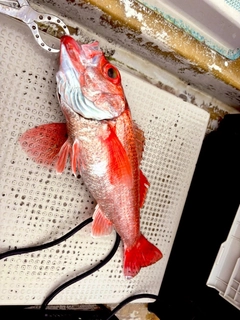 アカムツの釣果