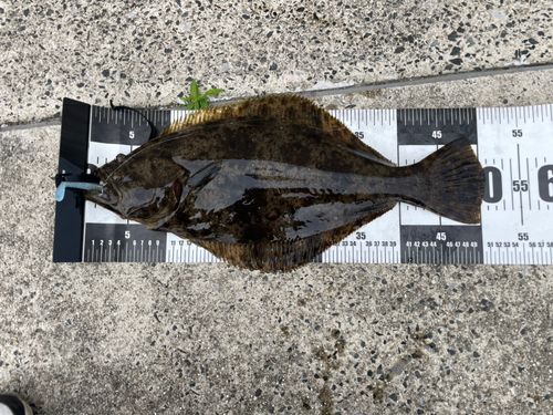 ヒラメの釣果