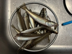 シロギスの釣果