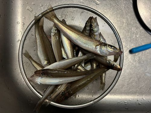 シロギスの釣果