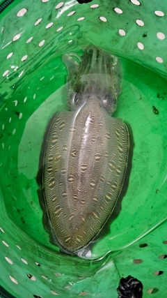 モンゴウイカの釣果