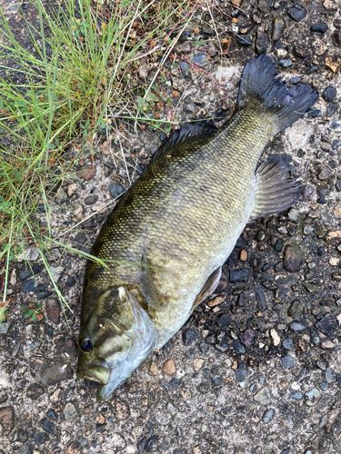 スモールマウスバスの釣果