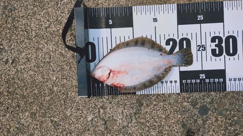 クロガレイの釣果