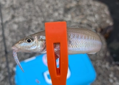 キスの釣果