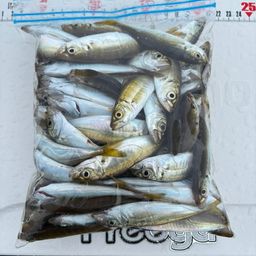 アジ