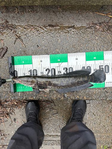 ライギョの釣果