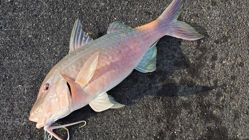 マルクチヒメジの釣果