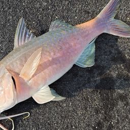 マルクチヒメジ