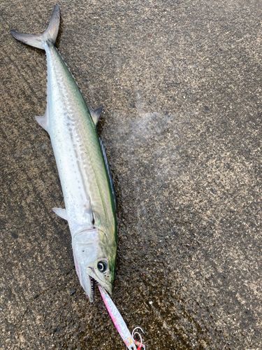 サゴシの釣果
