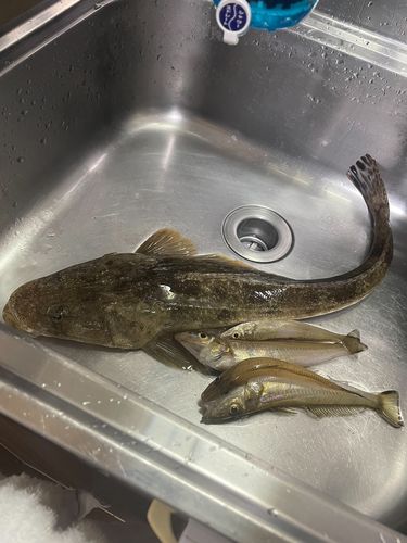 キスの釣果
