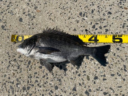 チヌの釣果