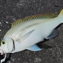 ヒトスジタマガシラ