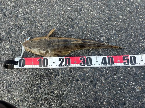 マゴチの釣果
