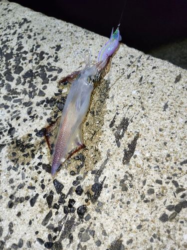 ヤリイカの釣果