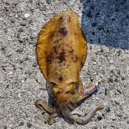 アオリイカ