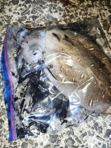 コウイカの釣果