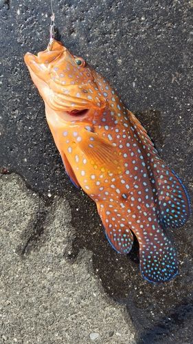 ユカタハタの釣果