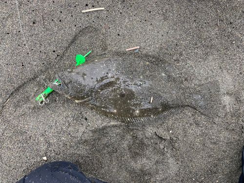 ヒラメの釣果