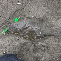ヒラメ