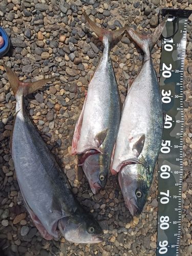 ヒラマサの釣果