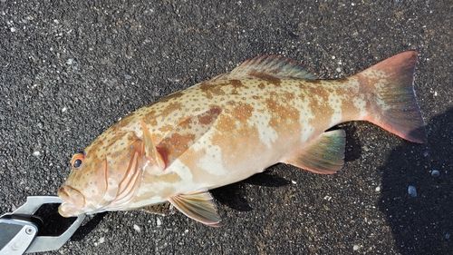 スジアラの釣果