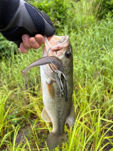 ラージマウスバスの釣果
