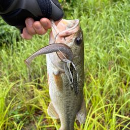 ラージマウスバス