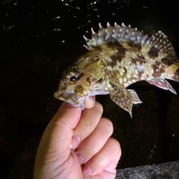 タケノコメバル