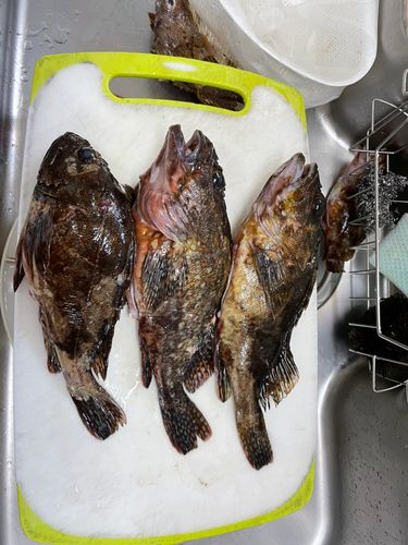 カサゴの釣果