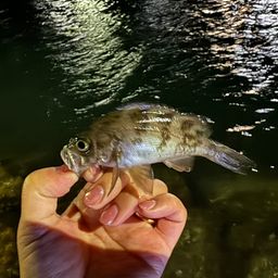 シロメバル