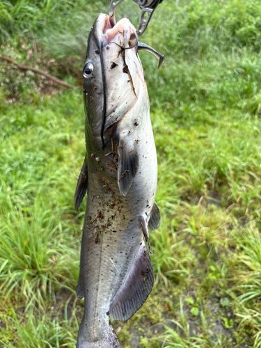 アメリカンキャットフィッシュの釣果