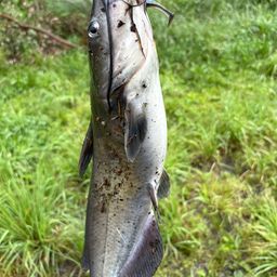 アメリカンキャットフィッシュ