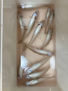 キスの釣果