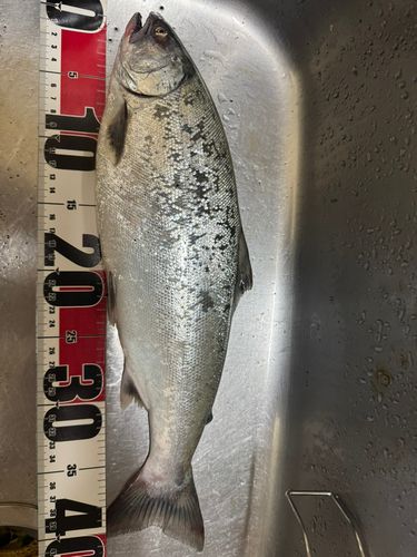ウミサクラの釣果