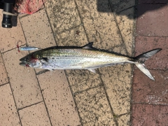 サゴシの釣果