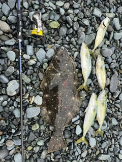 ヒラメの釣果