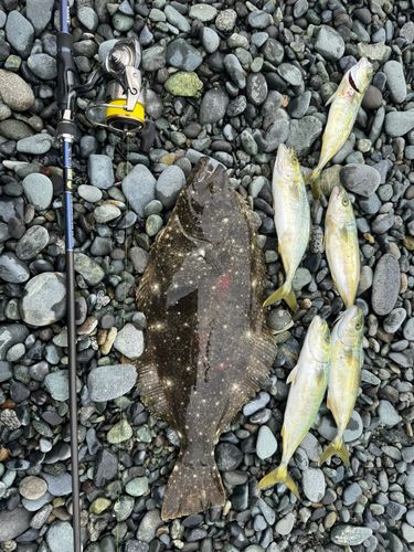 ヒラメの釣果