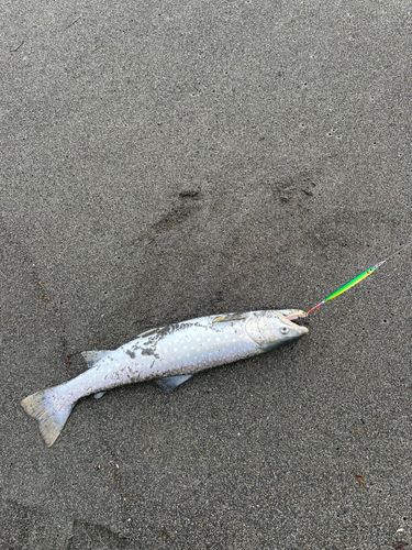 アメマスの釣果