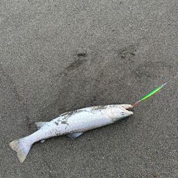 アメマス