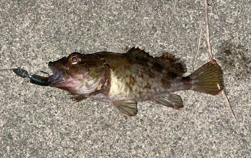 カサゴの釣果