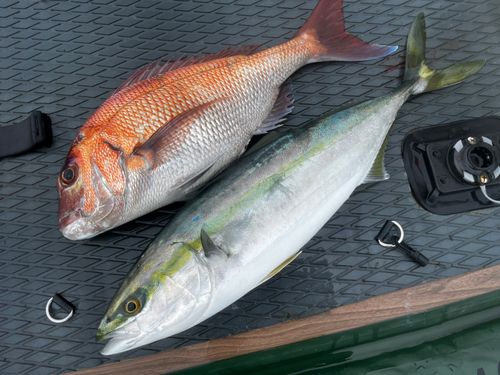 ワラサの釣果