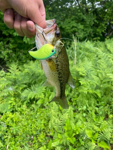 ブラックバスの釣果