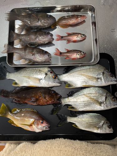 クロホシフエダイの釣果