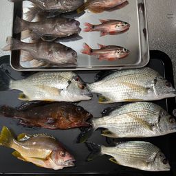 クロホシフエダイ