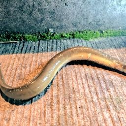 ウナギ