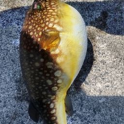 アカメフグ