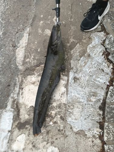 ナマズの釣果