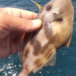 ウマヅラハギ