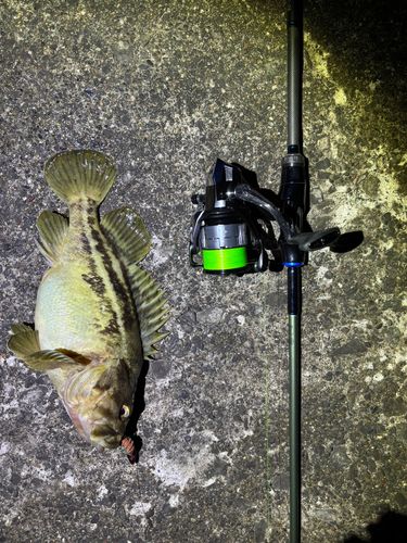シマゾイの釣果